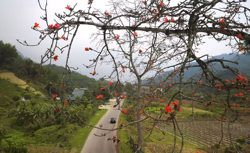 The cotton flowers bloom in vivid red during the final days of March. (Photo: VNA)