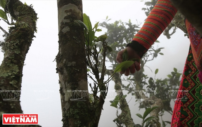 A Shan tuyet tea tree has a rough trunk and its bark is covered with moss and ferns. The trees, over 100 years old, continues to produce new and fresh buds (Photo: VNA)