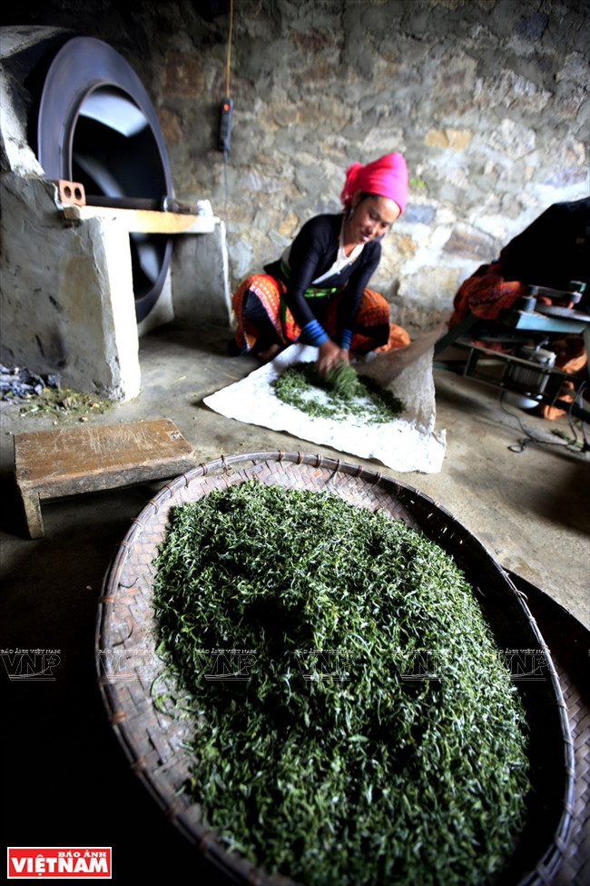 Fresh green tea buds are placed on the house floor for drying before being processed (Photo: VNA)