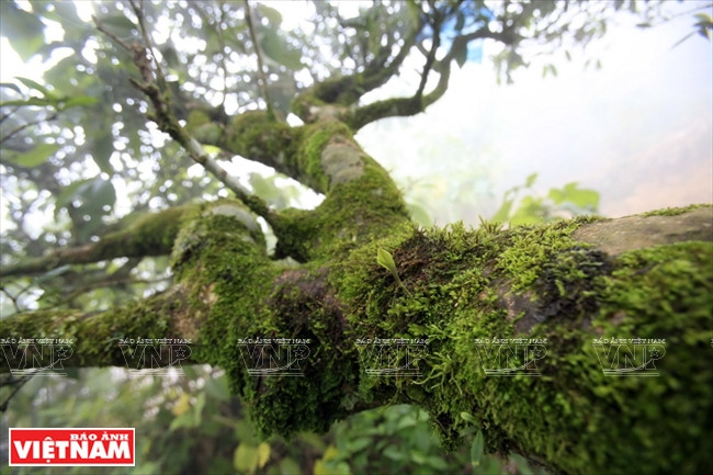 A Shan tuyet tea tree has a rough trunk and its bark is covered with moss and ferns (Photo: VNA)