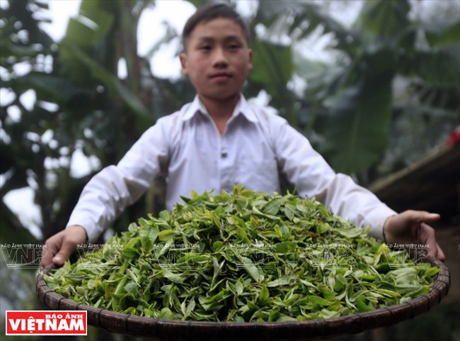 A little Mong ethnic boy with fresh Shan tuyet tea buds harvested in the day (Photo: VNA)