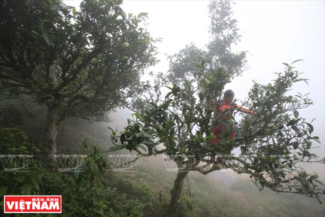 To pick Shan tuyet tea buds, local people have to climb up the old and tall trees and pick fresh tea buds, one by one, and store them in a basket on their backs (Photo: VNA)