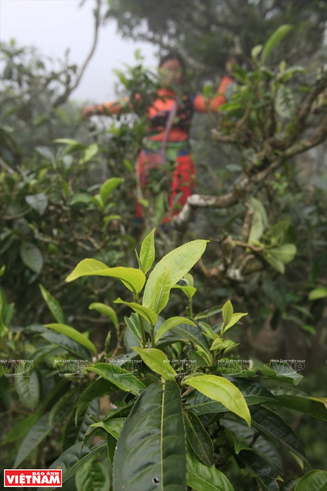 When trees produce the 'one-bud-two-leaves' tea, it's the right time to harvest tea buds, which should be dried immediately on the same day to ensure the best quality (Photo: VNA)