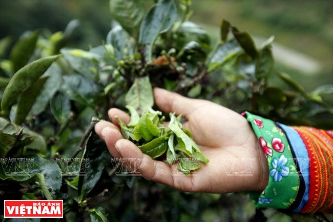 Tea buds reach the 'one-bud-two-leaves' standard norms for harvest (Photo: VNA)