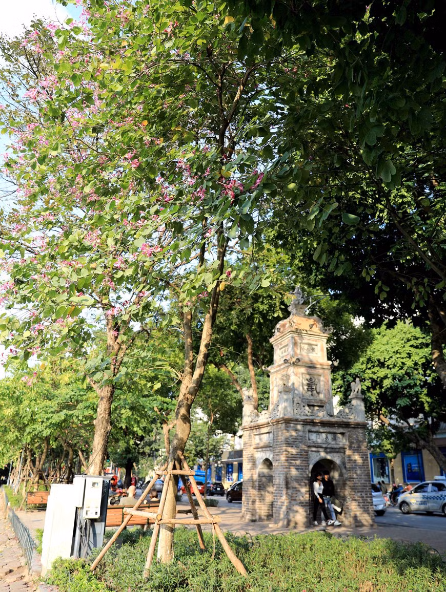 Mountain ebonies next to the hundreds-of-year-old Hoa Phong tower (Photo: VNA)
