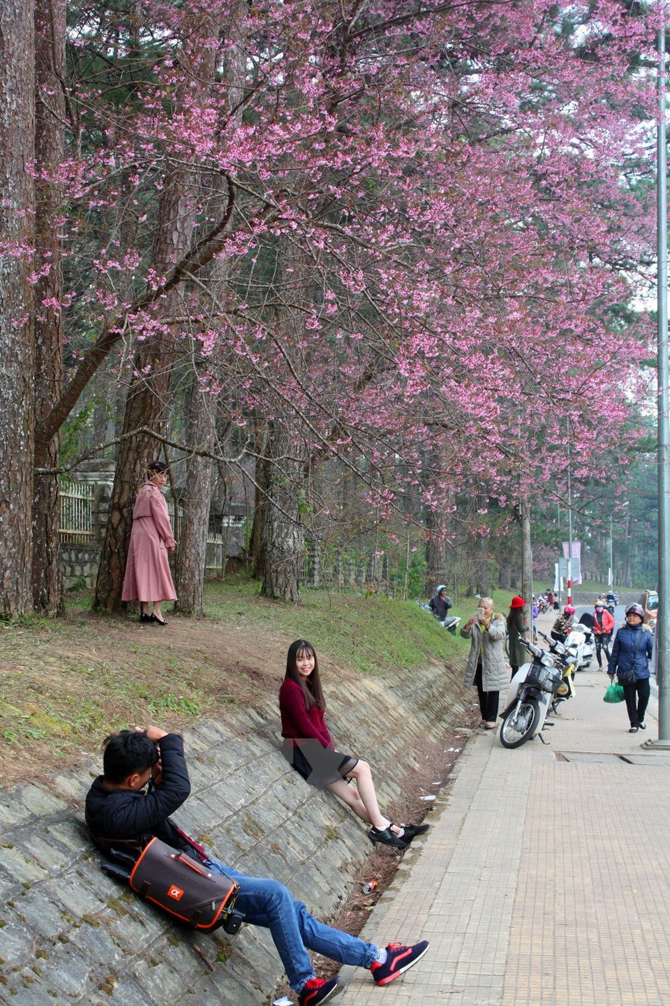 Visitors have fun posing for photo ​at cherry tree-lined Tran Hung Dao street (Source: VNA) 