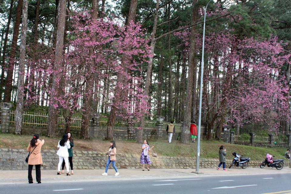 Visitors are excited about cherry blossoms in Tran Hung Dao street, Da Lat (Source: VNA) 