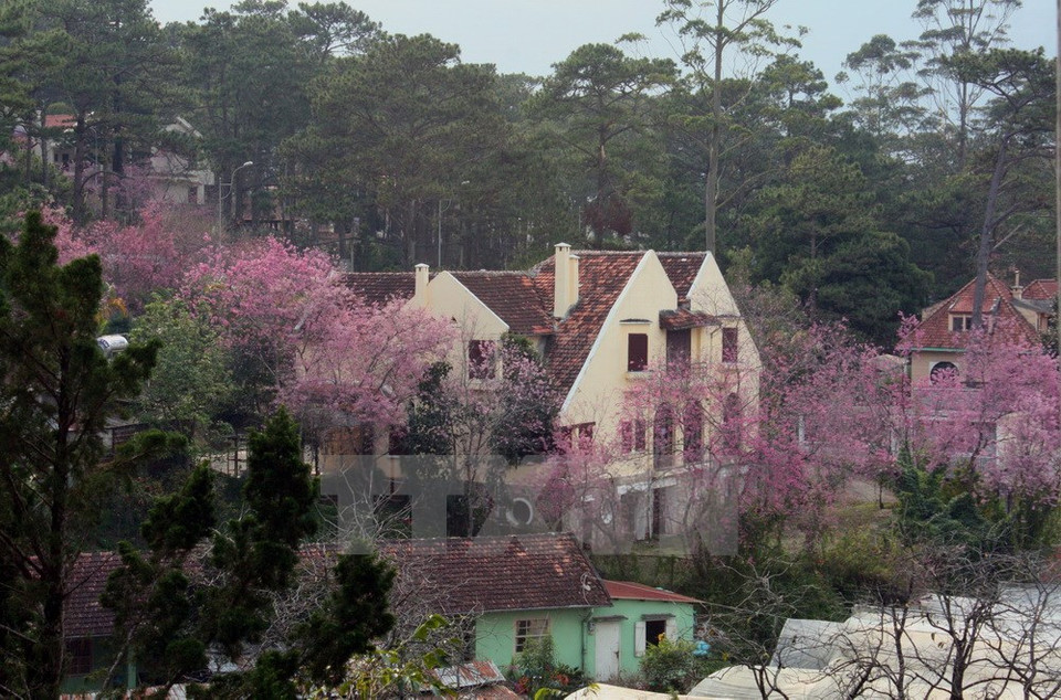 Cherry blossoms in ancient villas in Da Lat city (Source: VNA) 