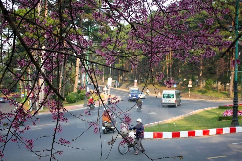 Cherry blossoms add charm to Da Lat mountainous streets (Source: VNA)