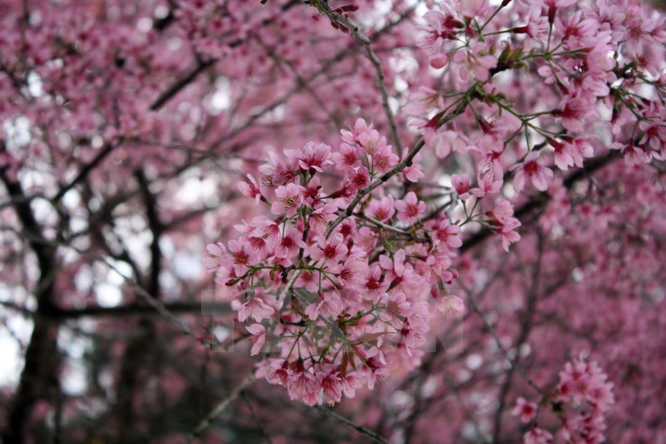 Cherry blossoms in full bloom in Da Lat (Source: VNA) 