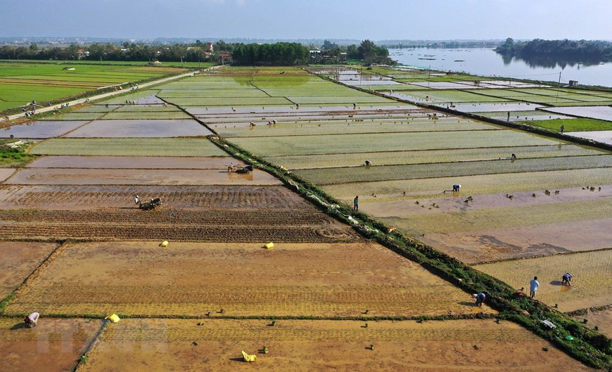 Farmers in Thua Thien-Hue province cultivate rice for Winter-spring crop (Photo: VNA)