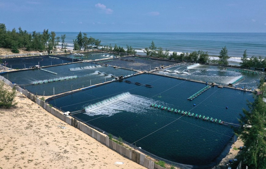 Shrimp breeding farm in Quang Dien district (Photo: VNA) 