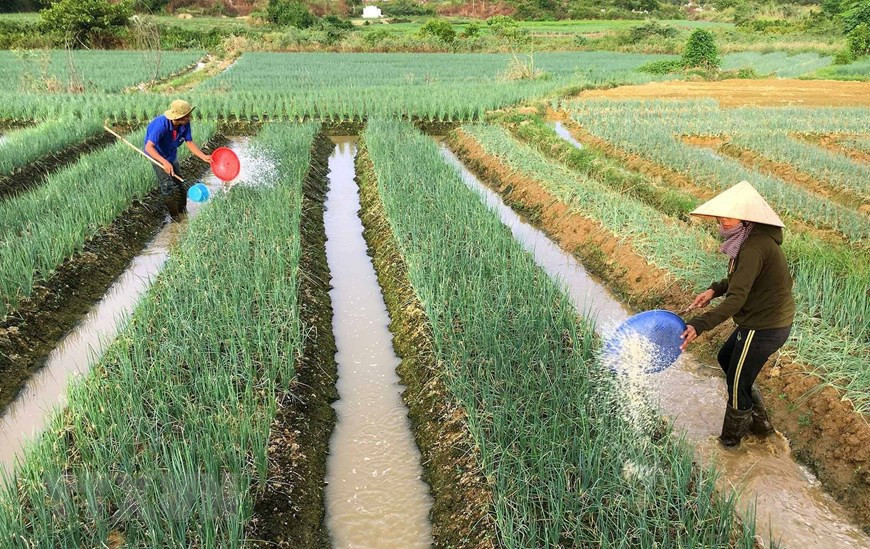 Scallion is among key farm produce in Thua Thien-Hue province, bringing average annual income of some 15,000 USD per year per household (Photo: VNA)