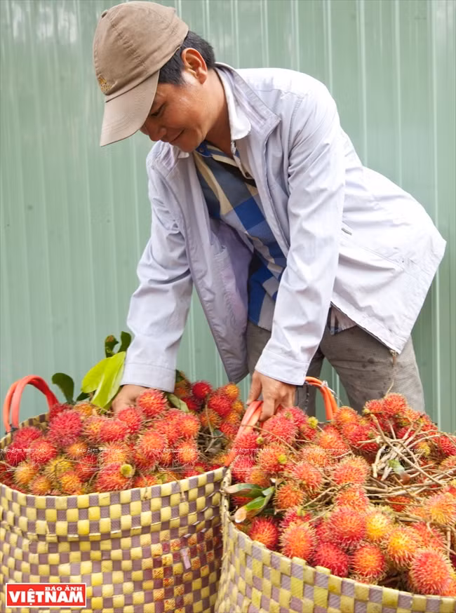 Farmers in Tan Phong islet harvest rambutans (Photo: VNA)