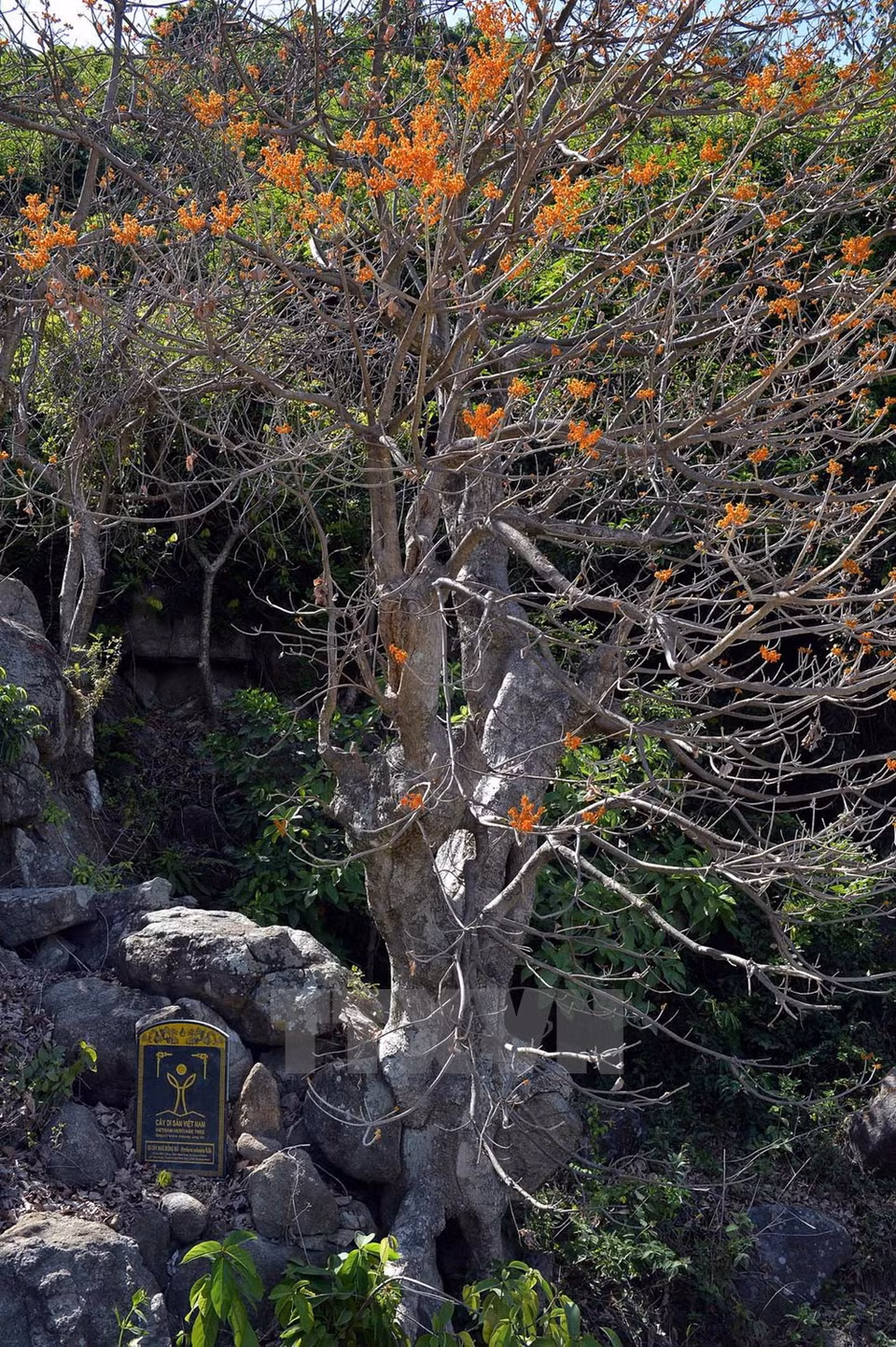​Sycamore, a heritage tree (Source: VNA)