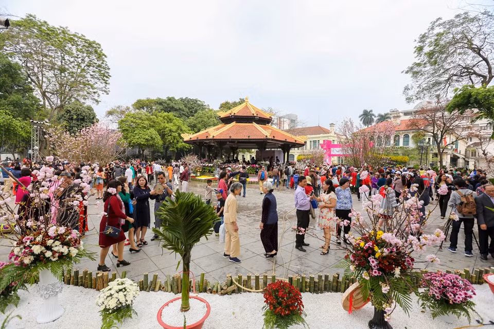 About 50 cherry blossom trees are showcased at the festival (Photo: VNA)