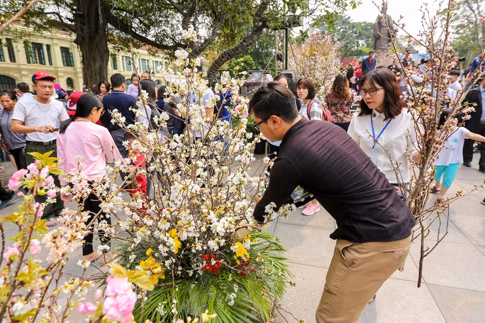 The cherry blossom trees are arranged and cared by organisers (Photo: VNA)