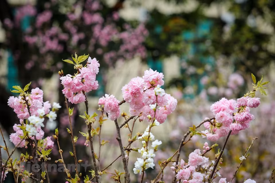 The current cool weather in Hanoi keeps the flower fresh (Photo: VNA)