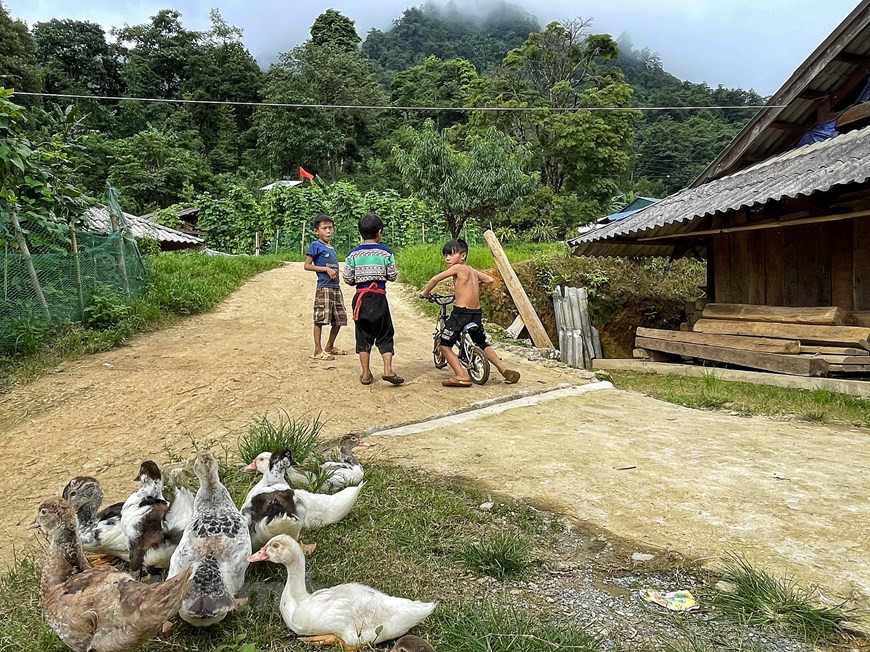 Three boys take turns to ride a 'small bike' while still grazing ducks. Here in Y Ty, this commune is covered by clouds clinging to the side of mountains in winter, looking like a heaven of fairies. The white colour is replaced by the pink of Do Quyen (rhododendron) flower in full bloom in spring. As summer comes, the grey paddy fields seem to be covered in a new cloth by the skillful and industrious hands of local residents. In September and October, when Y Ty commune is most beautiful, the rice paddies turn yellow dotted with houses with wooden roofs. (Photo: VietnamPlus)