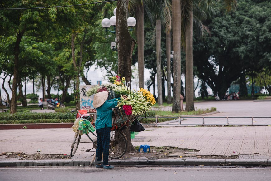 Whenever April comes, people in Hanoi can see vendors with their old bicycles full of Easter lilies and many other flowers fanning out to streets across the capital city. This flower can be seen in every corner here during the transitional period from spring to summer. On these beautiful days of April, the elegant white flower wins the appreciation of many people. In Hanoi, Easter lilies are mostly grown in flower villages in Nhat Tan, Tay Tuu, Dong Anh and Dan Phuong. Farmers have to get up before the sun rises to collect flowers which will then be transported from gardens to wholesale markets before getting on vendors’ bicycles to reach buyers. (Photo: VietnamPlus)