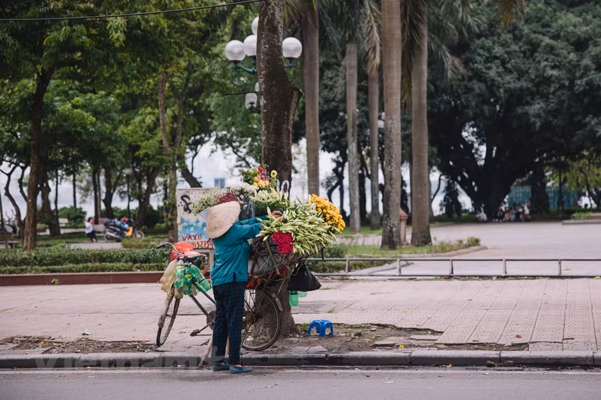 Whenever April comes, people in Hanoi can see vendors with their old bicycles full of Easter lilies and many other flowers fanning out to streets across the capital city. This flower can be seen in every corner here during the transitional period from spring to summer. On these beautiful days of April, the elegant white flower wins the appreciation of many people. In Hanoi, Easter lilies are mostly grown in flower villages in Nhat Tan, Tay Tuu, Dong Anh and Dan Phuong. Farmers have to get up before the sun rises to collect flowers which will then be transported from gardens to wholesale markets before getting on vendors’ bicycles to reach buyers. (Photo: VietnamPlus)