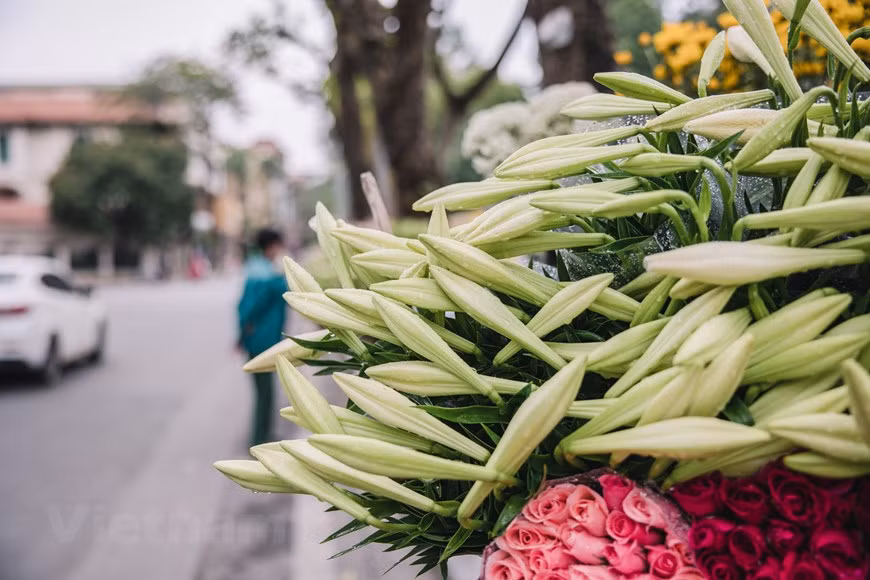 The white flowers with light fragrance have become a particular feature of Hanoi whenever April comes. Easter lily produces pure white trumpet-shaped flowers which are 7 - 8 centimetres in size and blooms in April every year. Not so bright and fragrant as many other flowers, yet the simple but pure white of the lilies fascinates everyone. It symbolise the lightness and purity, and is loved by many people and chosen to decorate in the house. In Tay Tuu, dubbed as the ‘flower capital’, Easter lily has been planted for many years. In the recent past, many people have also rented land in the vicinity of Tay Tuu to grow this kind of flower. (Photo: VietnamPlus)