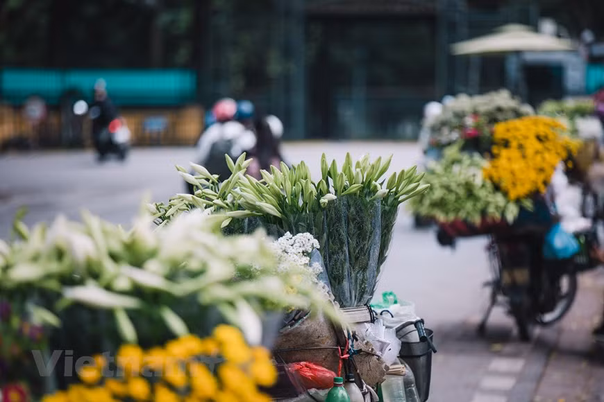 East lily is also called the ‘flower of April’ since it blooms only once a year, in April. Only a vending bicycle laden with colourful flowers is enough to pull busy city dwellers out of a vibrant Hanoi and help them enjoy a slower pace of life. In recent years, Hanoi has emerged as a dynamic city with fast growth, but its romantic aspect can still be found via vending bicycles like this. The city recently ranked 15th in the list of the 25 most popular destinations of the 2020 Tripadvisor Travellers’ Choice Awards. This travel website said the charming Vietnamese capital has aged well, preserving the Old Quarter, monuments and colonial architecture, while making room for modern developments alongside. (Photo: VietnamPlus)