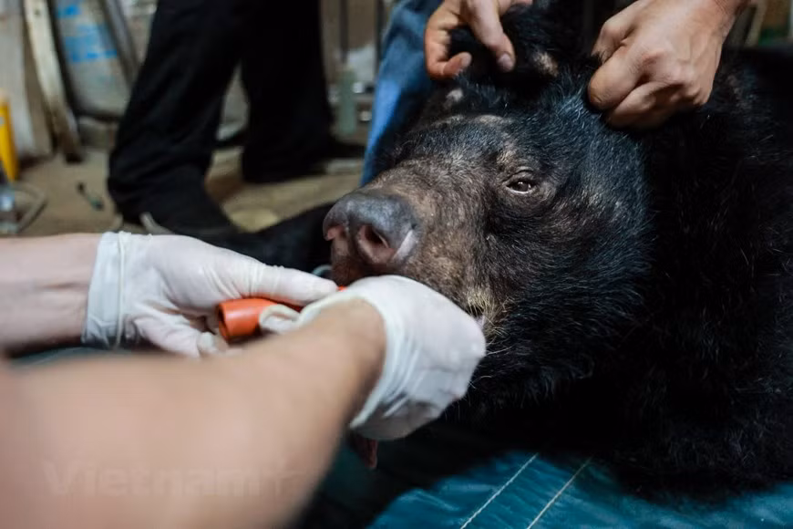 After the rescue, the three bears will be quarantined for 30 days while having their health checked and diseases and injuries cured before they are released into semi-natural spaces. In its report released on June 18, the People and Nature Reconciliation (PanNature) said the illicit wildlife trade has not declined in Vietnam despite efforts by the government and partners in combating this endemic problem. Several wildlife markets are still open and even selling endangered and protected species. Ivory trading is still prevalent in many cities and provinces. Besides, wildlife farming is not strictly controlled as required and potentially posing many risks of infectious diseases (Photo: VietnamPlus)