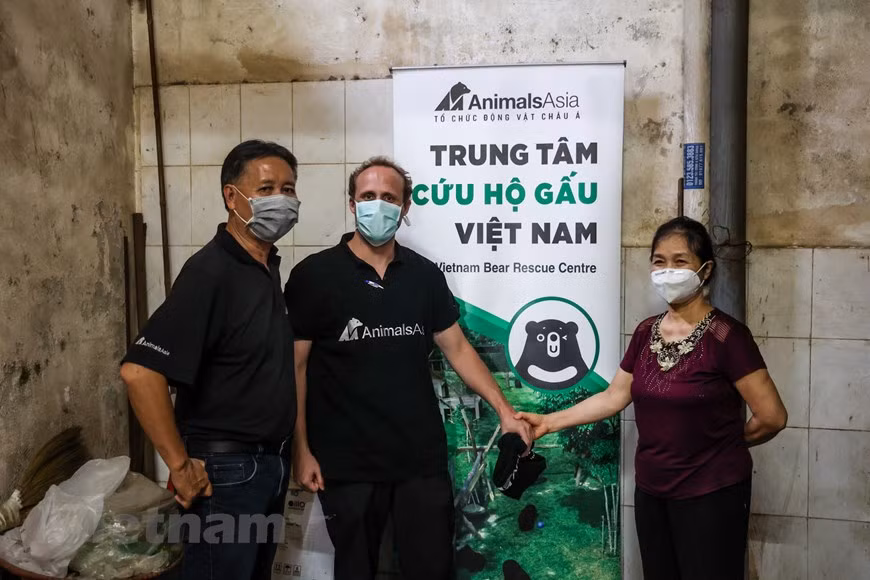 On June 25, Animals Asia, a foundation devoted to ending bear bile farming and improving the welfare of animals across Asia, received three bears voluntarily handed over by a household that has practiced bear farming for many years in Lang Son city of the northeastern border province of Lang Son. The animals were then brought to the Vietnam Bear Rescue Centre, based in northern Vinh Phuc province. This has turned Lang Son into the 40th provincial-level locality in Vietnam to be free of bear bile farming. According to the Education for Nature - Vietnam (ENV), the number of bears in captivity in the country declined from 4,300 in 2005 to 432 in December last year (Photo: VietnamPlus)