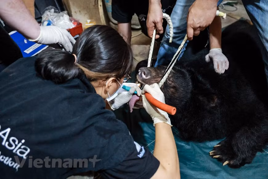 As the bears were kept at the end of the house, the rescue team have to anaesthetise the animals to bring them out. ENV Deputy Director Bui Thi Ha noted although the legal system on the conservation and sustainable development of wild animals has been gradually completed, wildlife-related violations remain complex in some localities, posing higher extinction risks to many wild species in the nature and negatively affecting ecological balance, human health, and Vietnam’s prestige in the world. In 2020, ENV recorded 2,907 wildlife-related violation cases, almost doubling the figure in 2019. Monkeys, bears, tigers, elephants, and pangolins are among the species involved in violations (Photo: VietnamPlus)