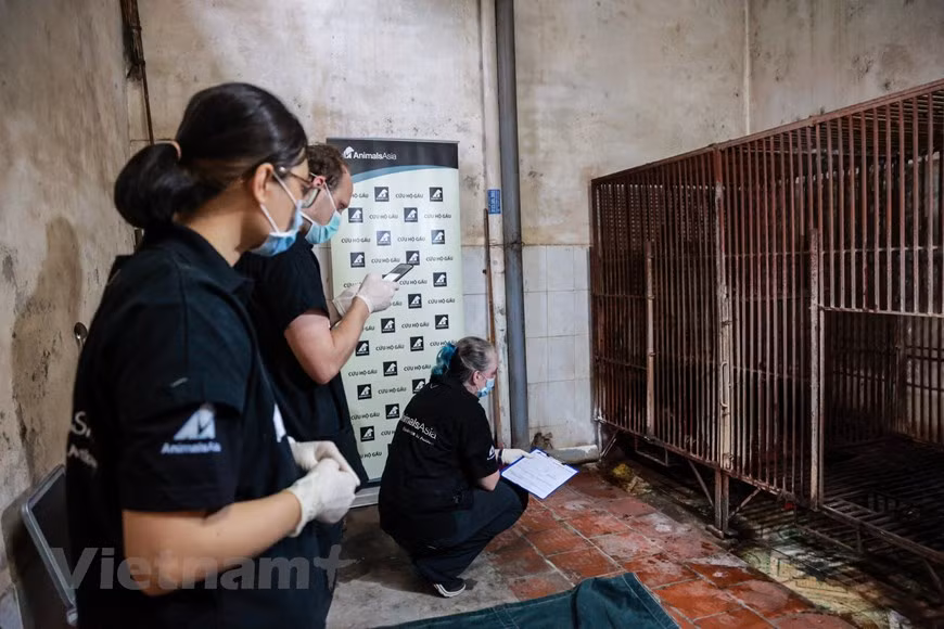 The owner of the three bears used to keep five Asian black bears, but two already died, and the household decided to hand over the remainders to Animals Asia after receiving encouragement from the Lang Son sub-department for forest protection and the Education for Nature - Vietnam (ENV). Earlier this year, ENV released a new short film calling for an end to bear bile farming which tells the story from a captive bear’s perspective. The film is part of a long-term project between ENV and Four Paws International, World Animal Protection and the Government of Vietnam to put an end to bear farming and promote protection of wild bears (Photo: VietnamPlus)