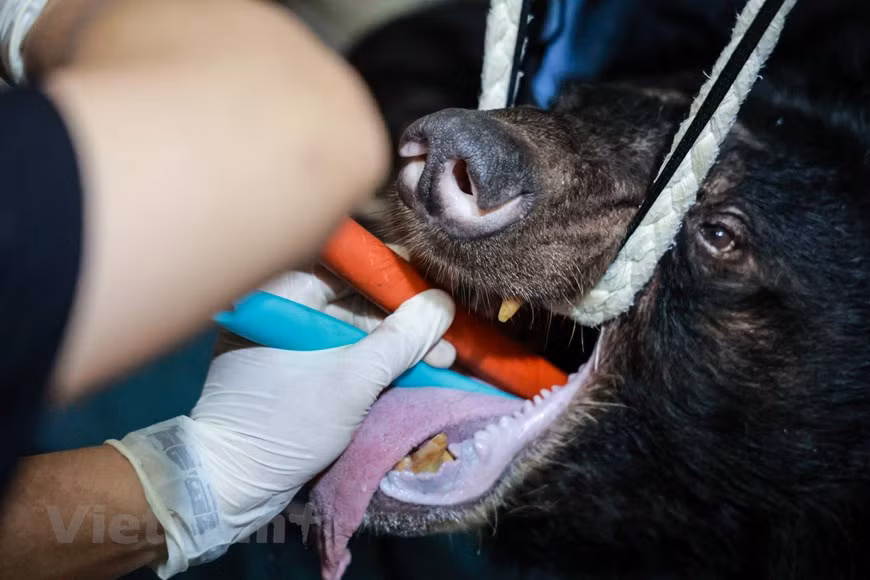 After the bears are taken out of the cages, they have their health examined by doctors before being transported to the Vietnam Bear Rescue Centre in Vinh Phuc province. According to ENV, the discovery of infringements and seizure of prohibited goods related to wild animals is an initial success, but it is only useful when helping with the investigation into trafficking rings and ringleaders. Between 2015 and 2020, the number of uncovered and handled criminal cases related to wildlife rose 44 percent, showing an improvement in the settlement of wildlife crimes since the 2015 Penal Code, revised and supplemented in 2017, took effect on January 1, 2018 (Photo: VietnamPlus)