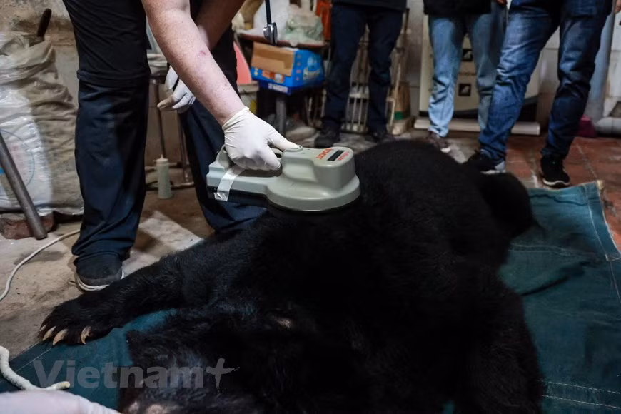 Including the three bears saved in Lang Son, the Vietnam Bear Rescue Centre is currently home to 189 bears which are receiving the best healthcare in a natural living environment. According to the Nature and Biodiversity Conservation Agency, the country has imposed tougher measures against violators of wildlife and biodiversity conservation rules. Wildlife-related crimes are considered serious, with convicted criminals now facing higher penalties and longer prison sentences in accordance with amendments to the 2015 Penal Code (revised in 2017). Violators may face up to 15 years in prison and fines of up to 15 billion VND (over 650,000 USD), with penalties rising in line with the quantity of the animals trafficked (Photo: VietnamPlus)