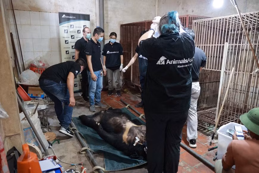Since the beginning of 2021, the Vietnam Bear Rescue Centre, based in the northern province of Vinh Phuc, has taken eight Asian black bears into its care. Vietnam is among the signatories to the Convention on Biological Diversity, the Convention on International Trade in Endangered Species of Wild Fauna and Flora, the 1989 Convention on Wetlands of International Importance, and the United Nations Convention to Combat Desertification. The country has also stepped up bilateral and multilateral cooperation on wildlife conservation, for example signing an agreement with South Africa in 2012 to put an end to the illegal trade of rhinoceros horn (Photo: VietnamPlus)