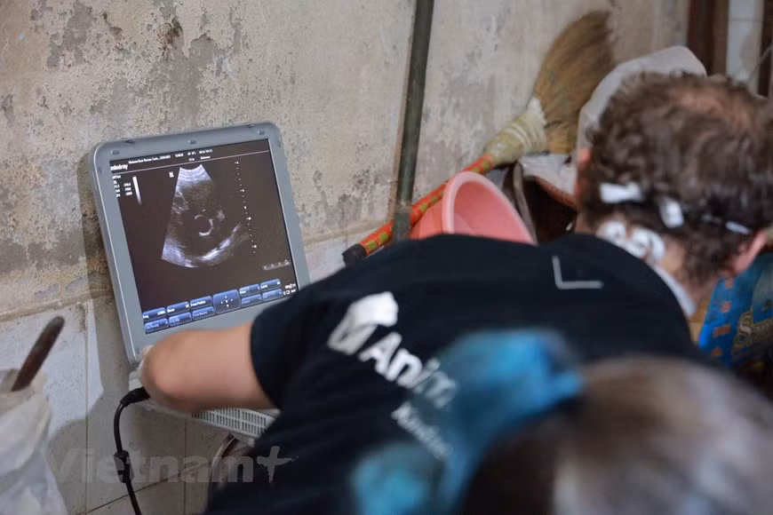 The bears have their health carefully examined before they are sent to the bear rescue centre in Vinh Phuc province. In response to an appeal for stricter regulations on wildlife trade from nature conservation organisations to prevent future pandemics, on July 23, 2020, the Prime Minister issued Directive 29/CT-TTg on urgent measures to tighten wildlife management. Between 2015 and 2020, about 73 percent of wildlife trafficking cases were brought to trial. The 2015 Penal Code resulted in an increase in average prison sentences for wildlife crime in subsequent years, to 5.29 years in 2018 and 4.49 years in the first half of 2020 compared to just 1.25 years in 2017 (Photo: VietnamPlus)