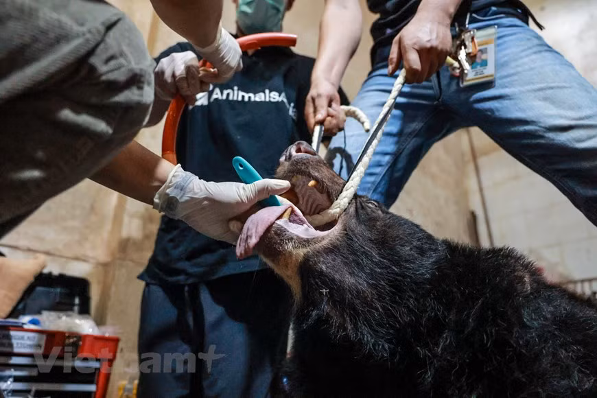 Blood and fur samples of the bears will be tested and analysed when they arrive at the Vietnam Bear Rescue Centre. The health examination and sample collection process is carried out by veterinarian Shaun Thomson, four other assistant veterinarians, and the rescue team from the bear rescue centre. According to Deputy Director of the Nature and Biodiversity Conservation Agency Nguyen Xuan Dung, Vietnam has developed and enforced a number of programmes and action plans on the urgent conservation of endangered species such as tigers, elephants, primates, and turtles. The country is now home to 173 wildlife conservation zones, comprising 33 national parks, 66 nature reserves, 18 species and biotope reserves, and 56 landscape protection zones (Photo: VietnamPlus)