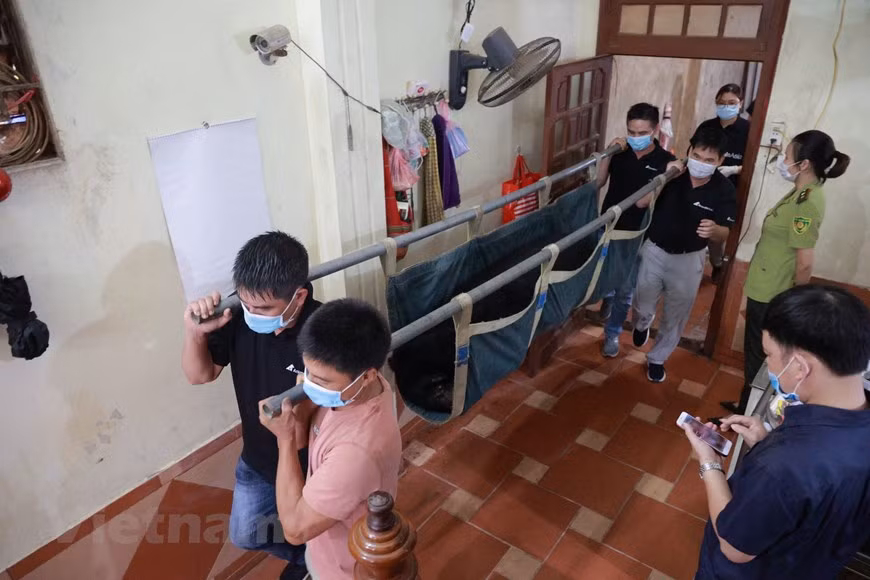 Animals Asia signed a memorandum of understanding on cooperation with the Vietnam Administration of Forestry to work to shut down all the remaining bear bile farms nationwide and send 800 bears to rescue establishments during the period from 2017 to 2022. The Vietnam Environment Administration under the Ministry of Natural Resources and Environment recently announced that 21 organisations and individuals with outstanding contributions to wildlife conservation in the 2010 - 2020 period will be honoured. According to the sixth national report on biological diversity, Vietnam is currently home to 51,400 species of fauna and flora, including about 7,500 strains of microorganisms, 20,000 flora species, 10,900 terrestrial animal species, and 2,000 invertebrate and freshwater fish species (Photo: VietnamPlus)