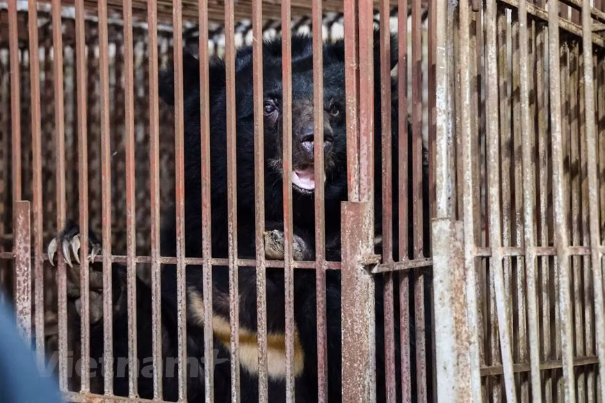 The three bears, two females and one male weighing about 150kg, were named ‘Hy vong’ (Hope), ‘Tuong lai’ (Future), and ‘Vui’ (Joy) since their lives are about to change forever – they now have a future full of joy, freedom, and hope. They will join hundreds of other rescued bears at the sanctuary in Vinh Phuc province. ENV Deputy Director Nguyen Thi Phuong Dung said because of high demand, bear bile farming used to be a profitable business for many bear owners, but since more and more people turn their back on bear bile, more owners have voluntarily sent their bears to rescue centres (Photo: VietnamPlus)