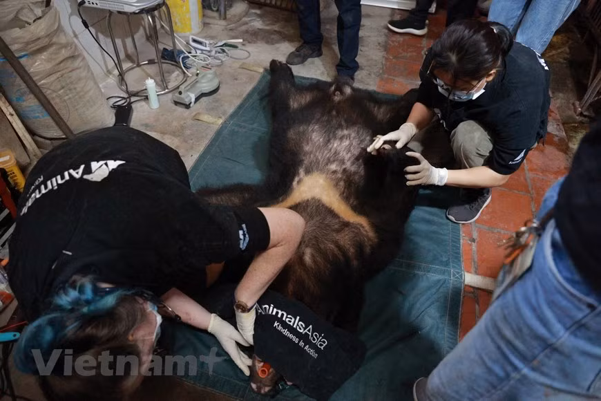 Ten days ago, Animals Asia also received four Asian black bears from the Hanoi-based Central Circus. Vietnam has launched long-term and consistent efforts to strengthen law enforcement to protect wildlife and biodiversity and improve the livelihoods of people affected by biodiversity degradation. Wildlife-related crimes are considered serious, with convicted criminals now facing higher penalties and longer prison sentences in accordance with the revised 2015 Penal Code. In July last year, Prime Minister Nguyen Xuan Phuc issued Directive No 29 on urgent measures to restrict wildlife trade and consumption, banning the importation of live wild animals and wildlife products, strictly eliminating wildlife markets, and prohibiting the hunting, transporting, slaughtering, selling, buying, storing, consuming, or advertising of wildlife, including online sales (Photo: VietnamPlus)