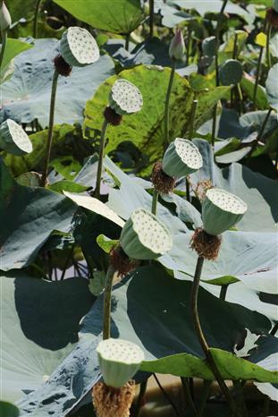 Lotus seeds health benefits include managing diabetes, treating insomnia, supporting stomach health, slowing down aging process, supporting oral health, and providing instant energy (Photo:VNA)