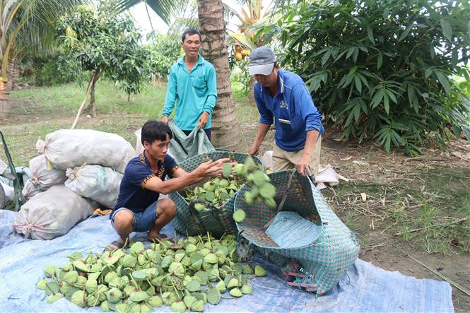 Lotus seeds are much sought after for its great benefit to human health (Photo: VNA)
