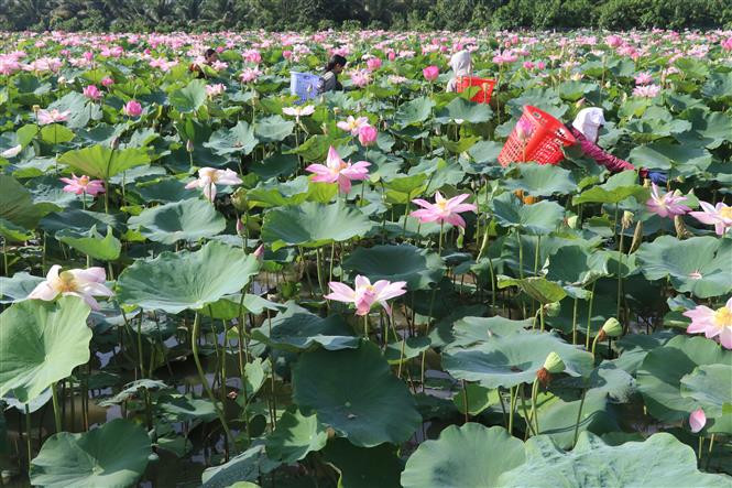 Farmers collect lotus seedpods (Photo: VNA)