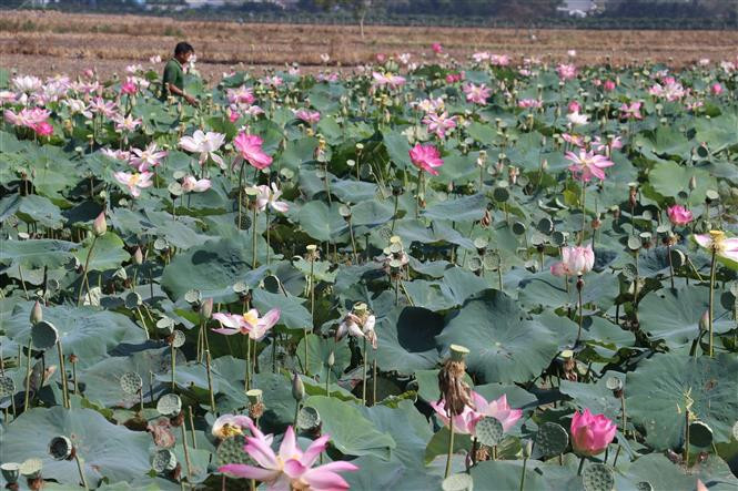Seedpods collected from one hectare of lotus can bring some 2,500 USD to 4,300 USD for farmers a year, three times higher than that from rice (Photo: VNA)