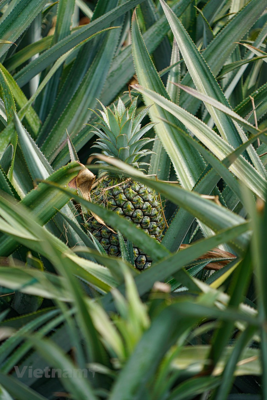 About 25 kilometers from Ninh Binh city center, the Dong Giao Pineapple Farm is the biggest of its kind in the northern province of Ninh Binh. The Dong Giao pineapple farm is owned by the Dong Giao Foodstuff Export Joint Stock Company that has helped local farmers to ensure their life. It has bought pineapples from local farmers at a stable price. Dong Giao pineapple has been added to the list of Vietnam's top 50 famous fruits and protected by the National Office of Intellectual Property of Vietnam since 2015. Fragrant, juicy and sweet pineapples are also one of the products that captivate tourists to Dong Giao. (Photo: Vietnamplus)