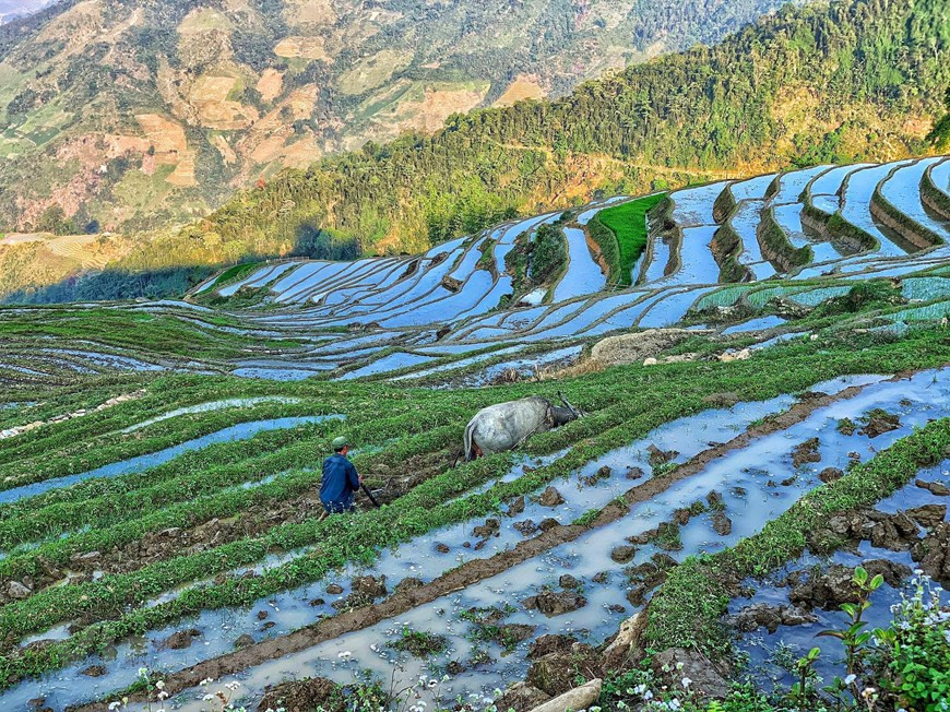 Y Ty is home of Mong, Dao Giay, Ha Nhi ethnic groups. In 2018, the number of tourists visiting Y Ty commune reached over 16,400 people. In 2019, the number of visitors increased by thousands. Along with other tourist destinations such as Sa Pa and Bac Ha, the upland commune of Y Ty is attracting a lot of tourists, both domestic and international. Leaving Lao Cai train station and driving the 70km to Bat Xat along mountainous roads that stretch like wild snakes, you will reach this foggy land, 2,000m above sea level. From the car windows, you can see zigzag tracks sunk deep in forest leaves and houses that appear and disappear in the clouds. (Photo: Vietnamplus/VNA) 