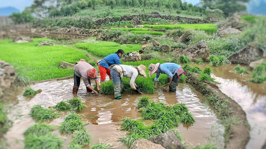Y Ty commune, Bat Xat district, Lao Cai province has become a special attraction for tourists. The 'watering season' starts from May to June. As locals transplant rice seedlings, visitors are treated to the sight of glittering ponds. After that, the hills are covered by green. Terraced rice fields lay at the foot of Fansipan Mountain in Y Ty. Created by generations of workers and farmed for hundreds of years, the best time to visit rice terraces is just before they are harvested in September when the uniform fields are swamped with a bright yellow crop. Terraces were devised in agriculture to ensure more effective farming on sloped plains. (Photo: Vietnamplus) 