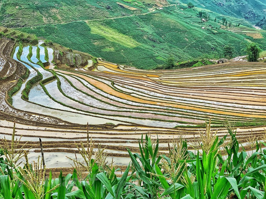 The scenery of the terraces is essentially mighty. It is also more grandiose as it is put in the background of white clouds, blue sky, thick jungles and colored houses of local ethnic groups. The road to Y Ty is also more difficult than that of Sa Pa and Mu Cang Chai. The famous spots for ripe rice here are Den Sang, Den Thang, A Lu, Lao Chai, Khu Chu Lin, Thien Sinh valley. Created by generations of workers and farmed for hundreds of years, the best time to visit rice terraces is just before they are harvested in September when the uniform fields are swamped with a bright yellow crop. Terraces were devised in agriculture to ensure more effective farming on sloped plains. (Photo: Vietnamplus) 