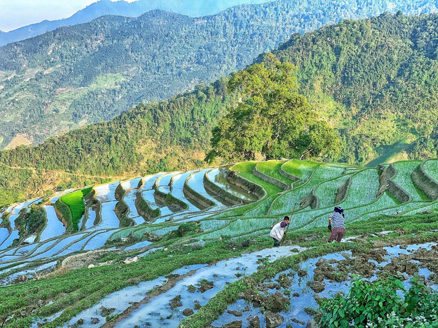 Pure and heavenly beauty of natural landscape in Y Ty has enhanced many people who love adventures and going off the beaten track. Y Ty, one of the poorest communes in Lao Cai province's Bat Xat district, has become an attractive tourism destination in recent years due to its natural beauty. Nestled against 2,700m Nhi Cu San mountain, the commune rarely sees the sun and is often covered by dense white clouds. Leaving Lao Cai train station and driving the 70km to Bat Xat along mountainous roads that stretch like wild snakes, you will reach this foggy land, 2,000m above sea level. From the car windows, you can see zigzag tracks sunk deep in forest leaves and houses that appear and disappear in the clouds. (Photo: Vietnamplus) 