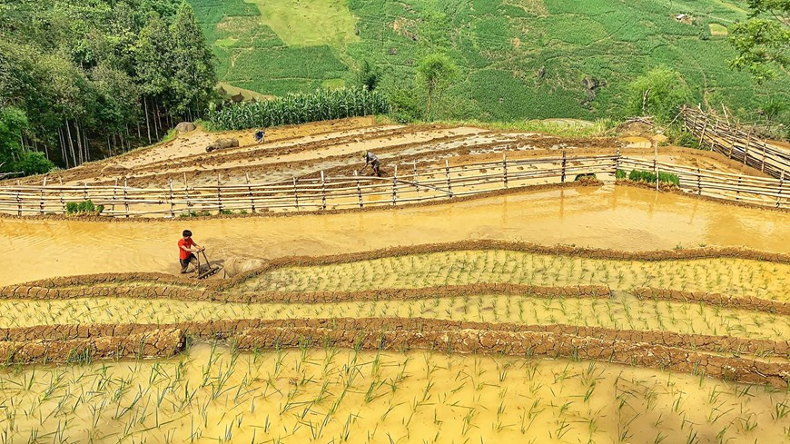 It is possible to say that it is the irresistible allure, encouraging anyone adoring the nature’s treasures to touch. Terraced fields in Y Ty are as beautiful as waves, falling from the top of the mountain, flowing down the valleys, everywhere wafting a scent of new rice, fresh stubble created a special atmosphere. Occasionally, visitors can come across clouds floating on the field. Like many other regions in the Northwest, the scenery in Y Ty remains untouched with wooden houses nestled on the hillside. The season of ripe rice in Y Ty might last about 3 weeks from the beginning of September, you can take a bus or train to Lao Cai and from here rent a car, follow Muong Hum or Bat Xat route to reach Y Ty. (Photo: Vietnamplus) 