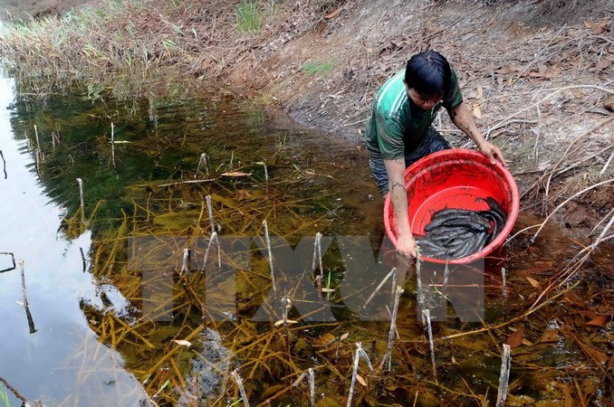 Fishes are moved to a water pond in the site (Source: VNA) 
